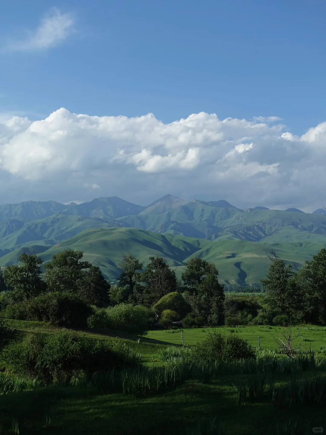 6月的伊犁是封神级别的夏天🍃