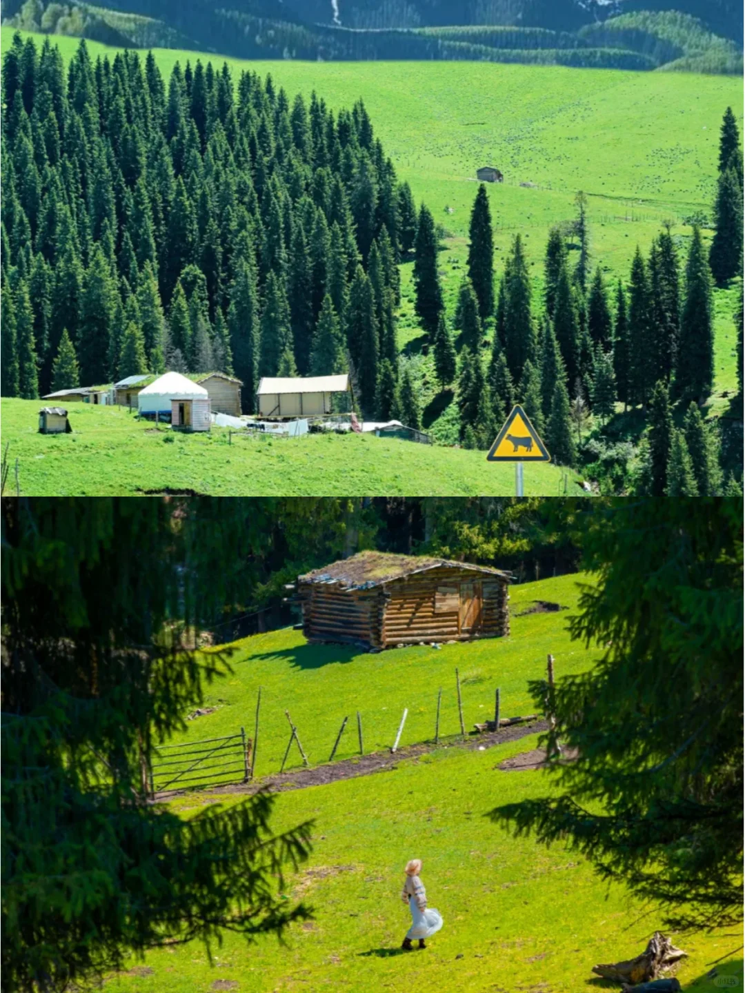 中老年友好❗❗伊犁人均800💰 狂拍100张