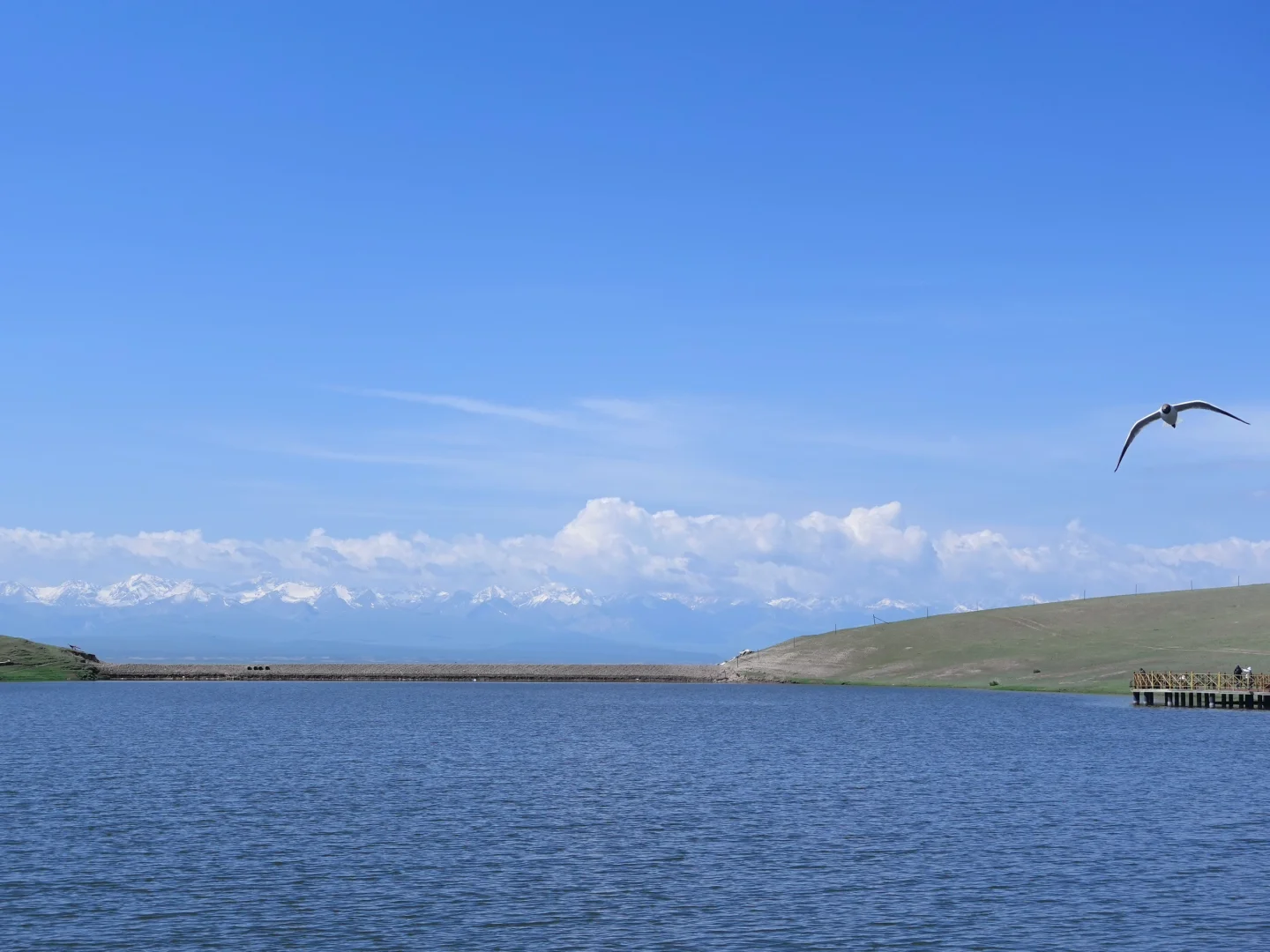 6月的伊犁是封神级别的夏天🍃