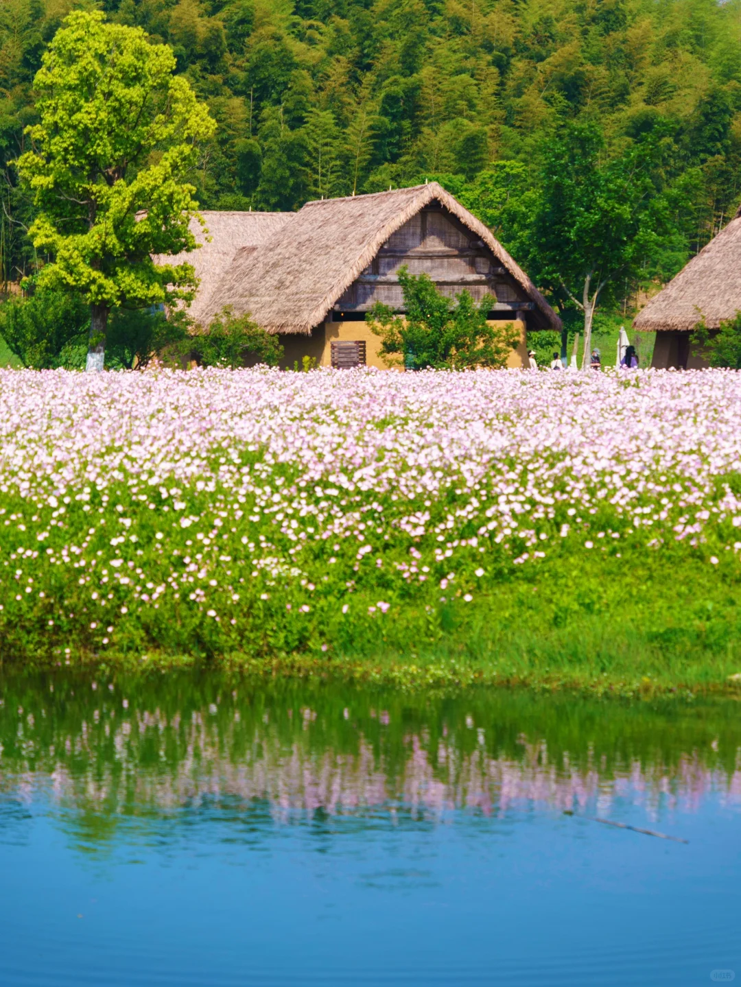 比起西湖🌸我更爱这条春游赏花citywalk