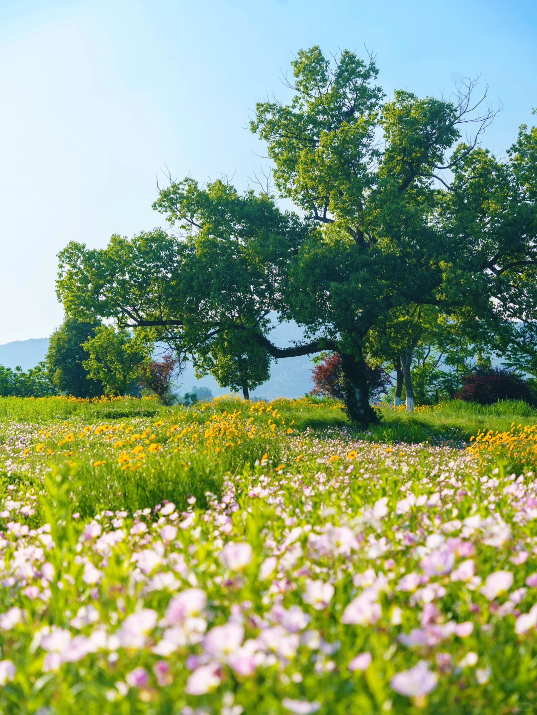 比起西湖🌸我更爱这条春游赏花citywalk