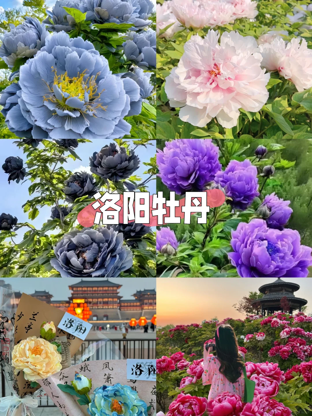 梦回大唐🌸洛阳牡丹|3天2晚旅游攻略