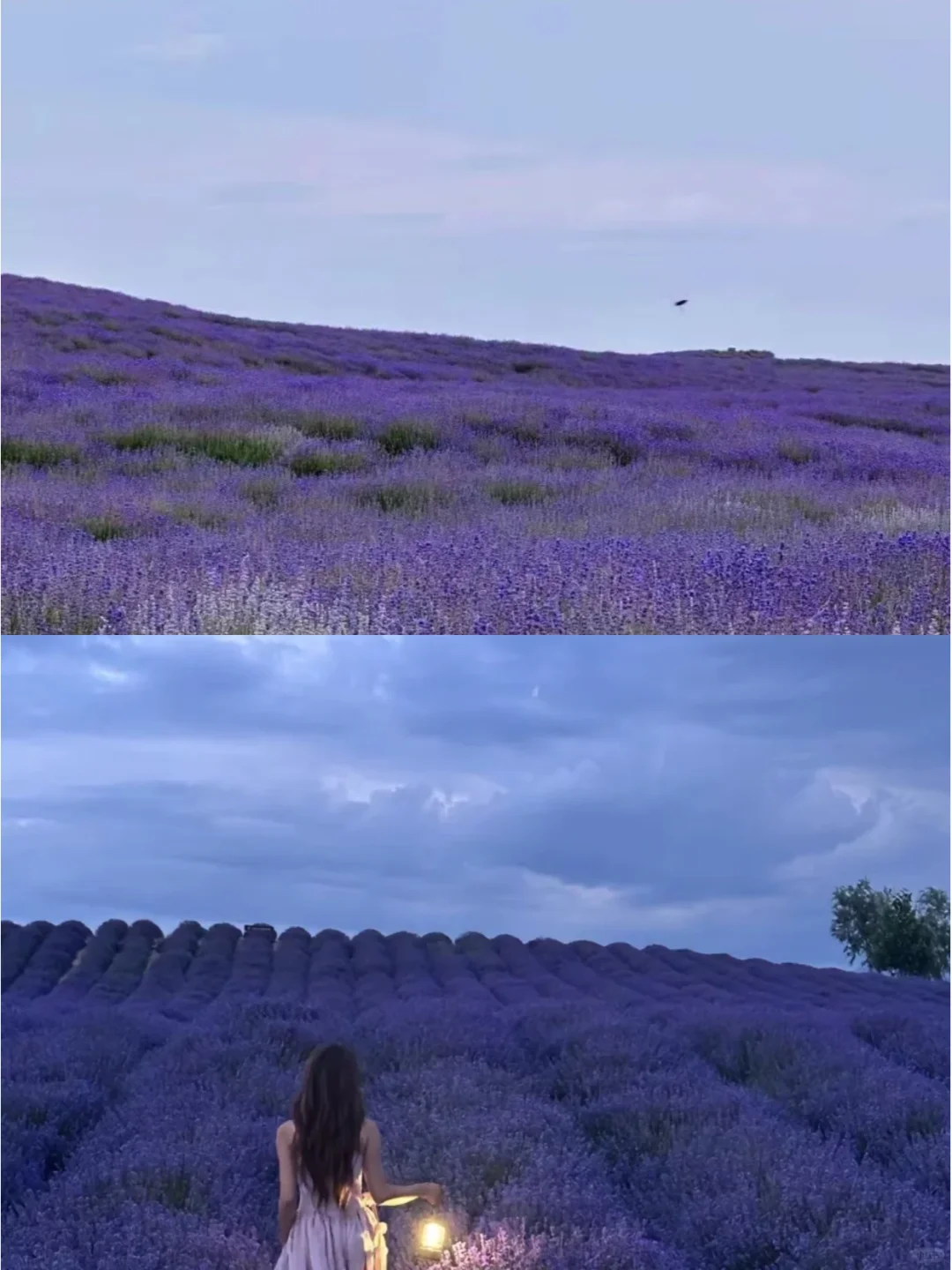 中老年友好❗❗伊犁人均800💰 狂拍100张