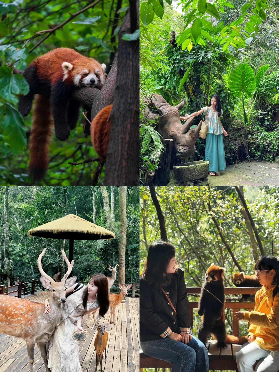 西双版纳淡季来了❗️姐妹们别犹豫，直接冲❗️