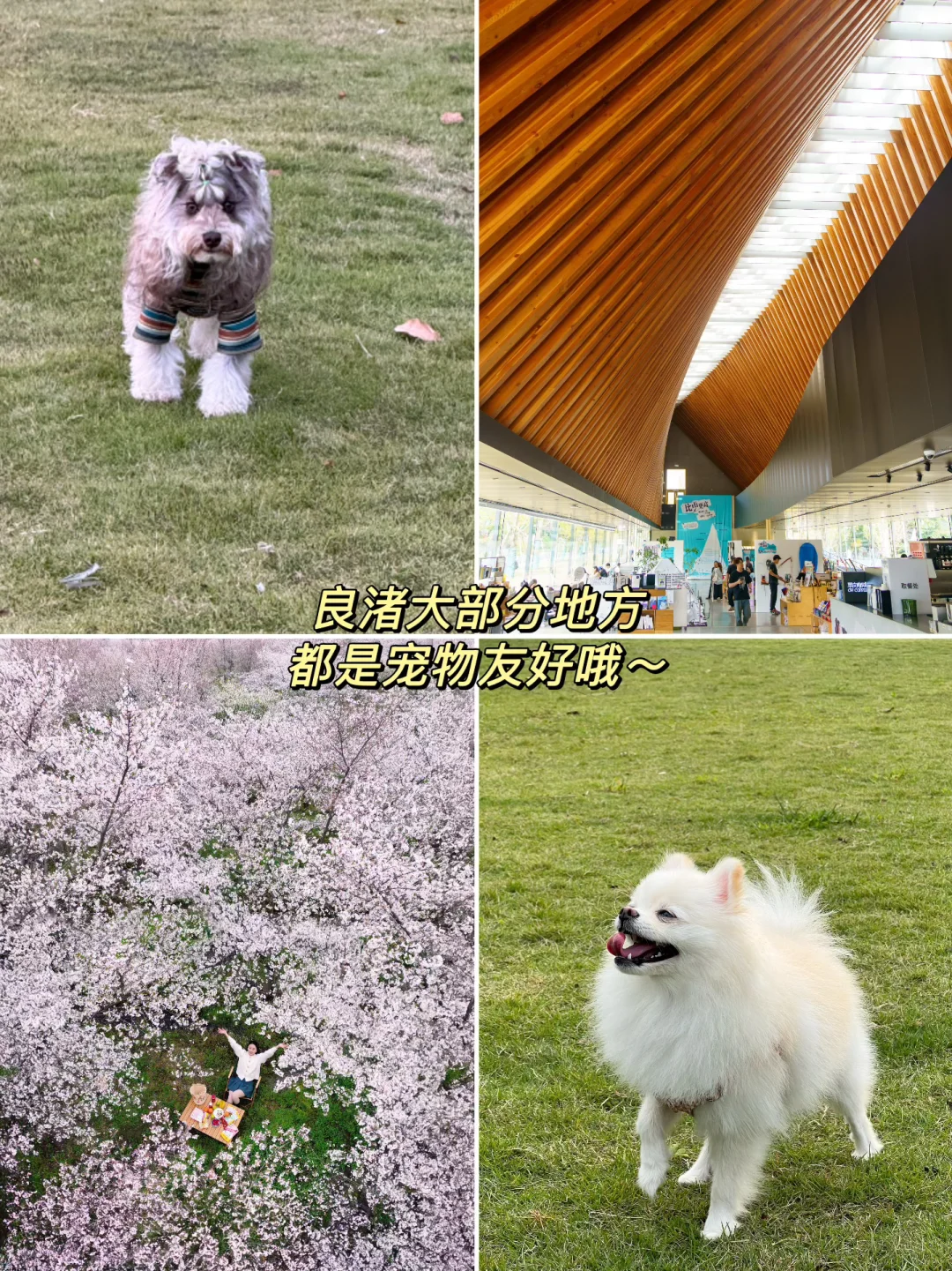 比起西湖🌸我更爱这条春游赏花citywalk