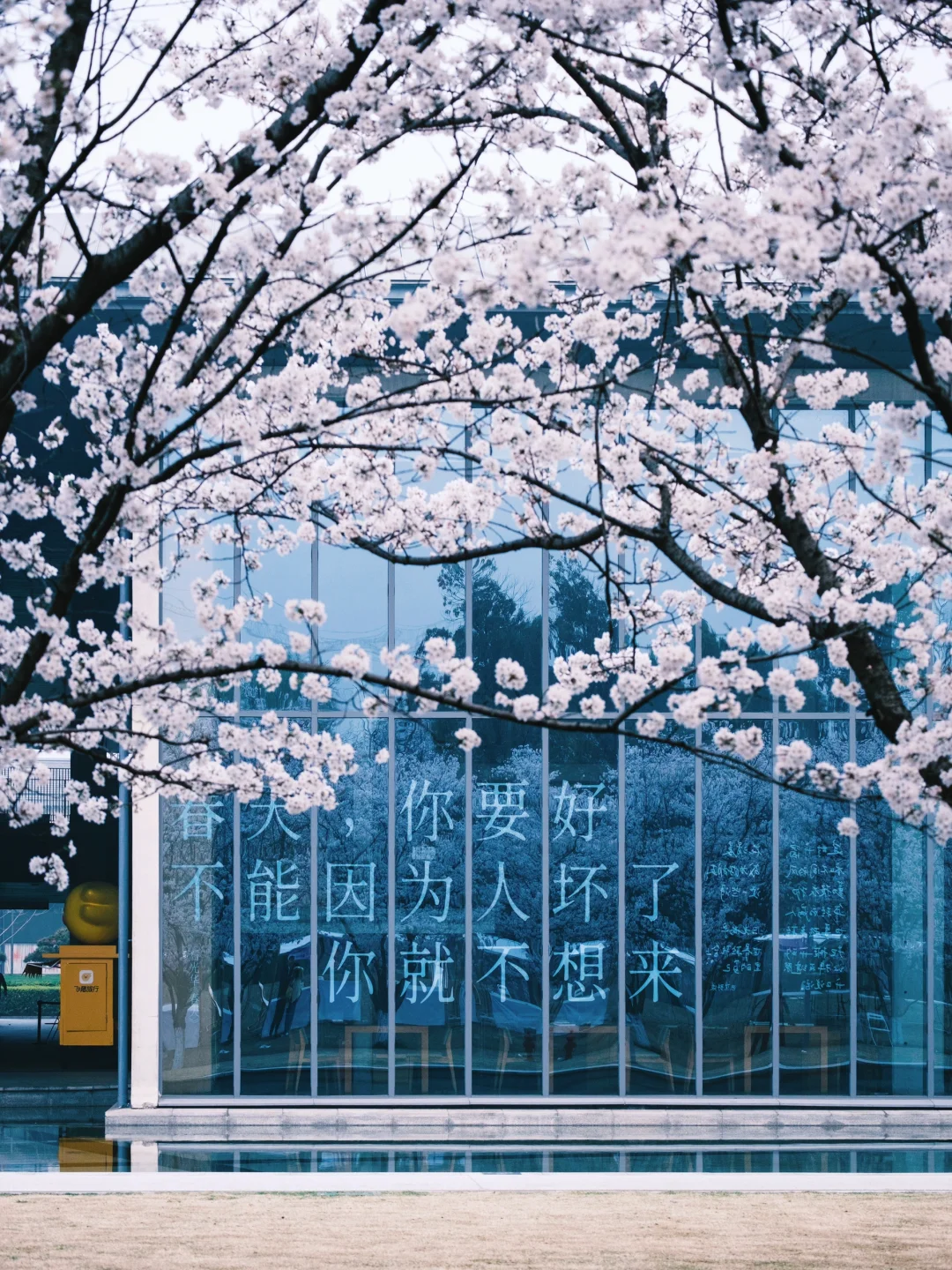 比起西湖🌸我更爱这条春游赏花citywalk