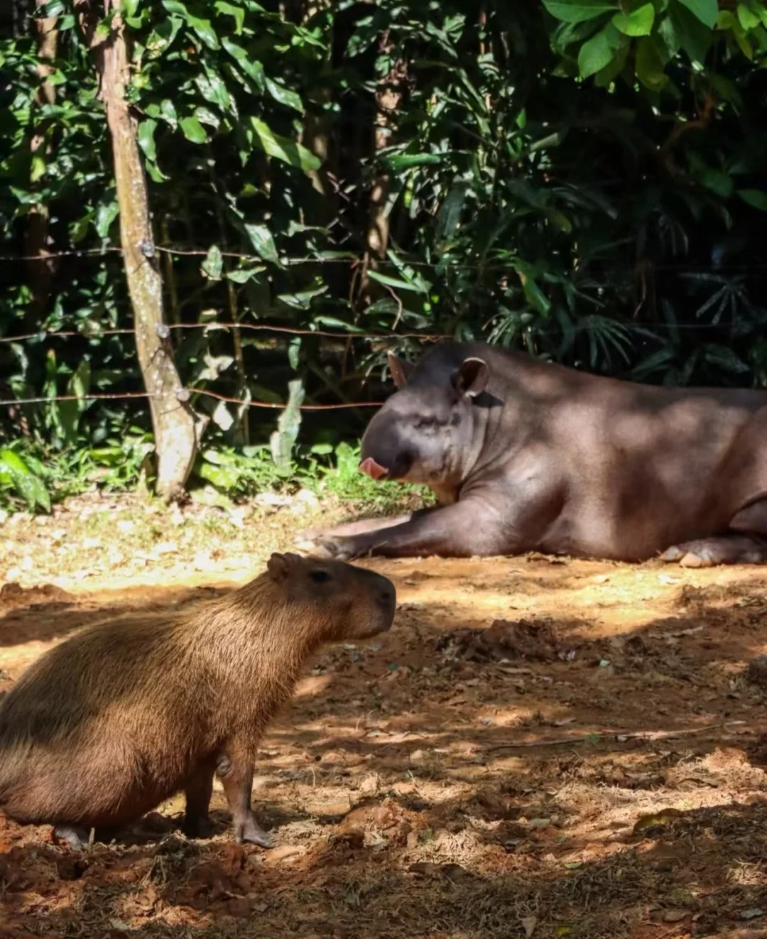 🌟广州长隆2天1晚超值攻略人均500元