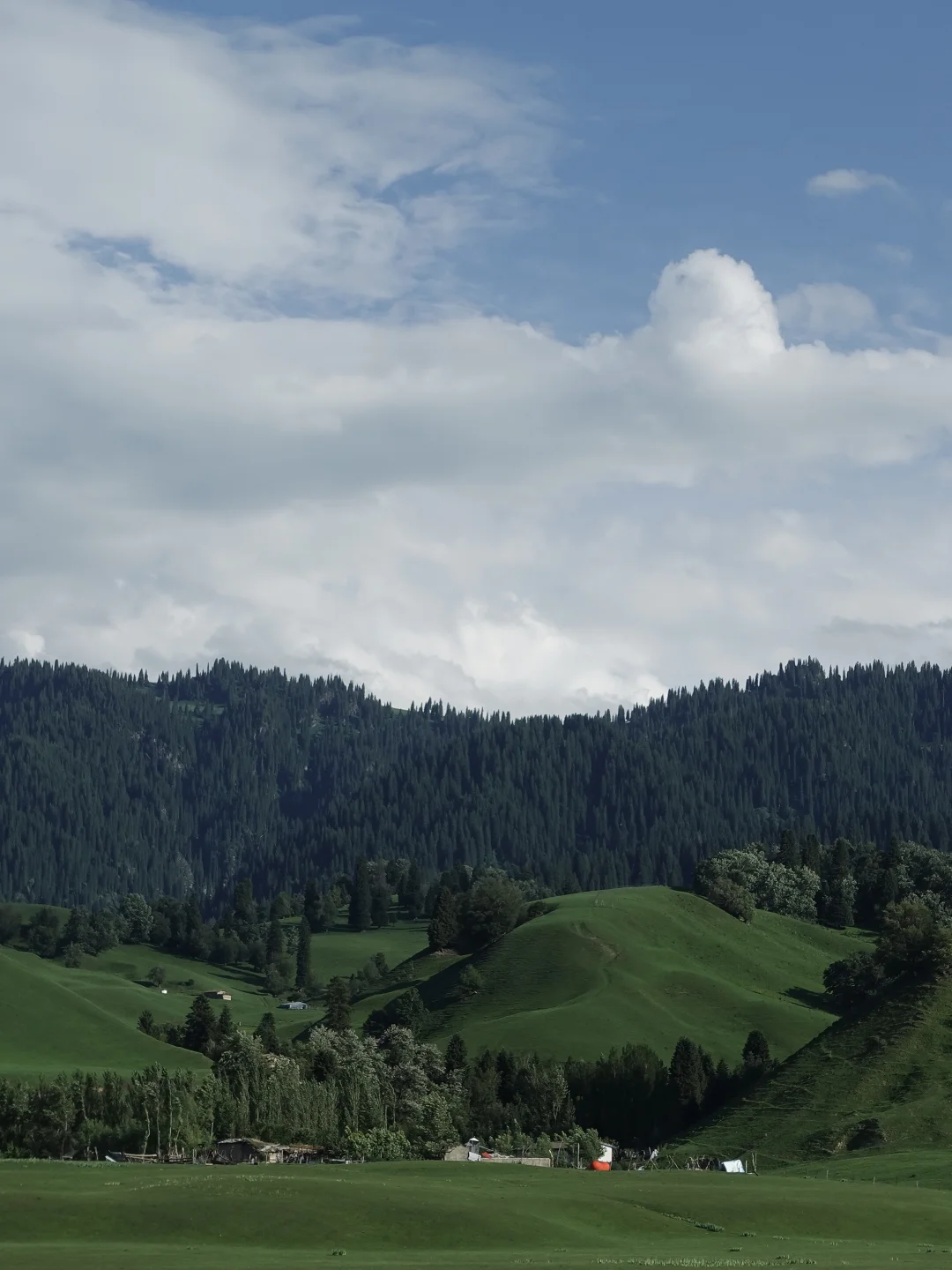 6月的伊犁是封神级别的夏天🍃