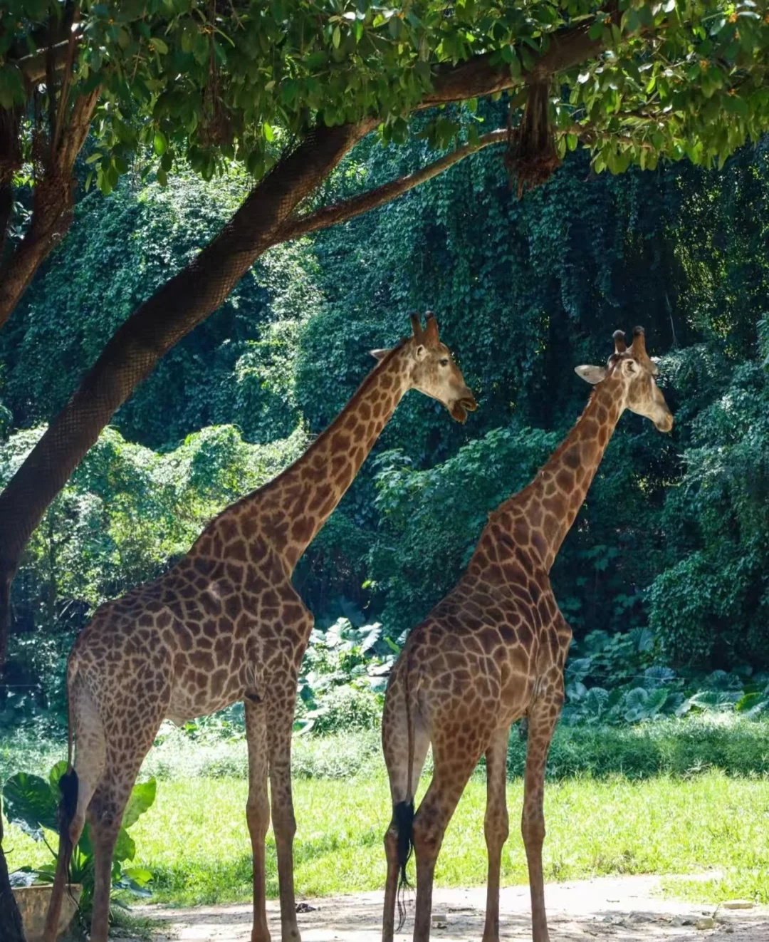 🌟广州长隆2天1晚超值攻略人均500元