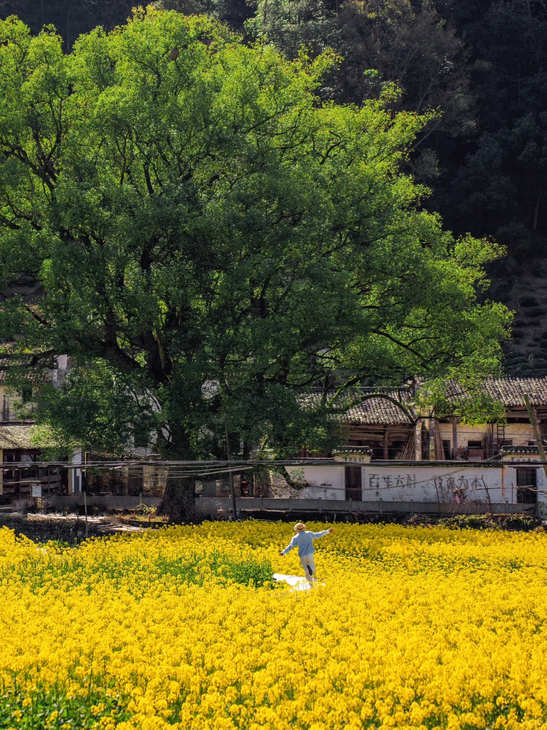 迄今为止，江西我最喜欢的春日旅行地出现了‼