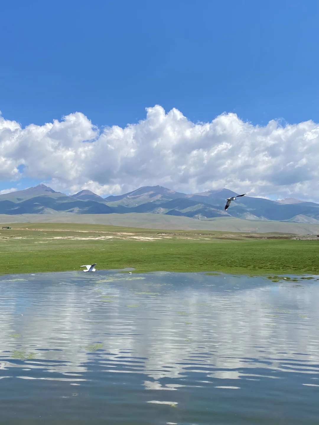6月的伊犁是封神级别的夏天🍃