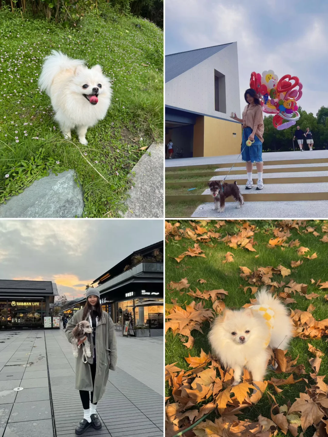 比起西湖🌸我更爱这条春游赏花citywalk