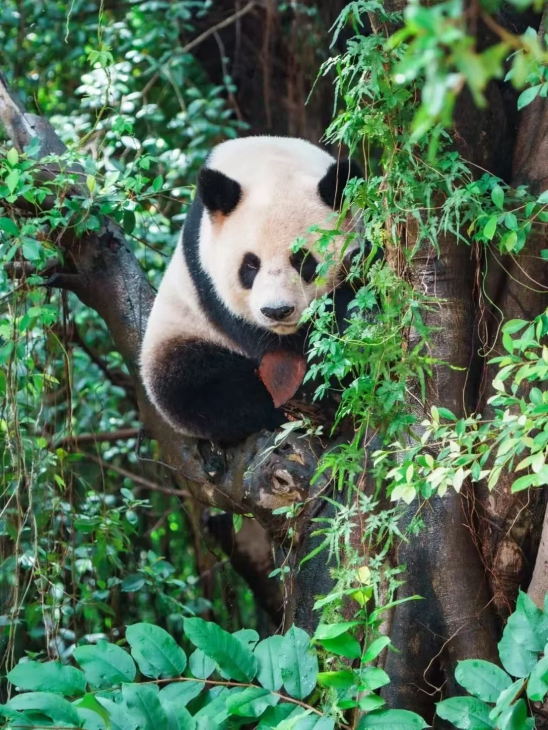 🌟广州长隆2天1晚超值攻略人均500元