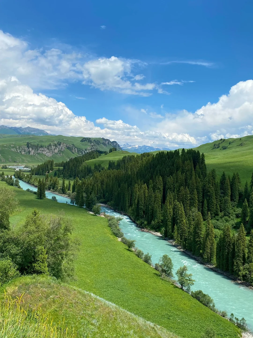 6月的伊犁是封神级别的夏天🍃