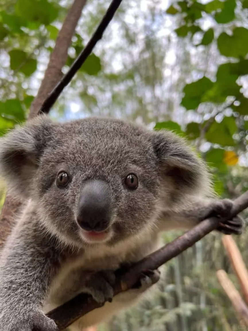 🌟广州长隆2天1晚超值攻略人均500元