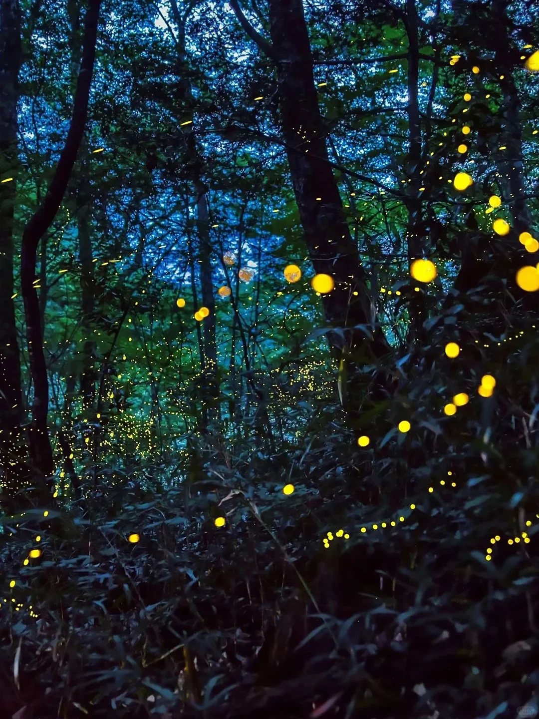 马来西亚旅游让我感受到了信息茧房的可怕