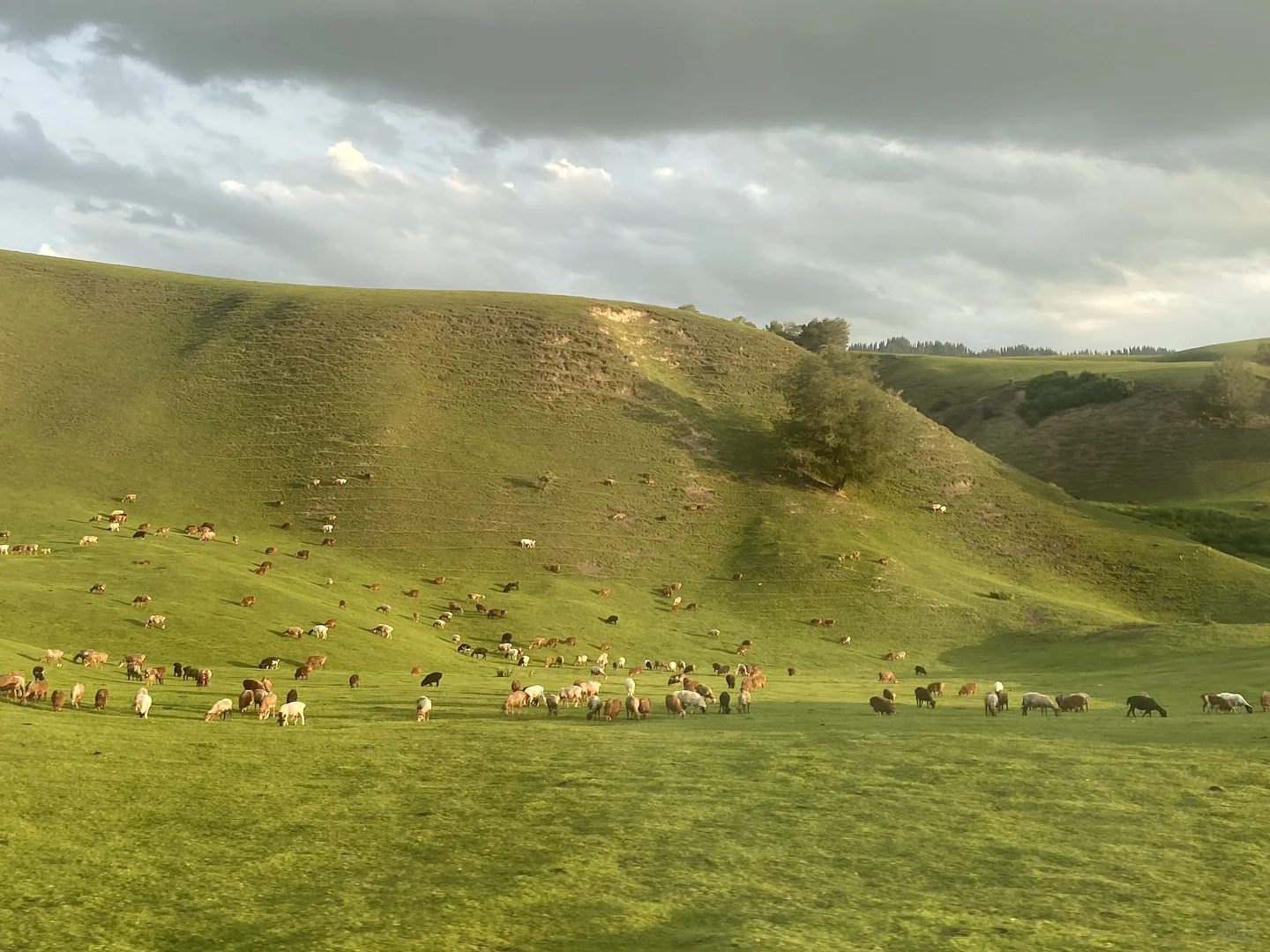 6月的伊犁是封神级别的夏天🍃