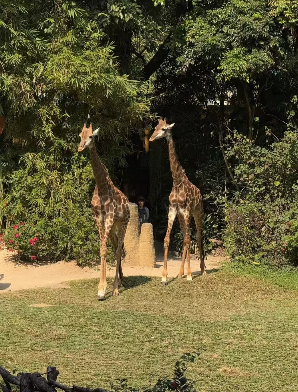 🌟广州长隆2天1晚超值攻略人均500元