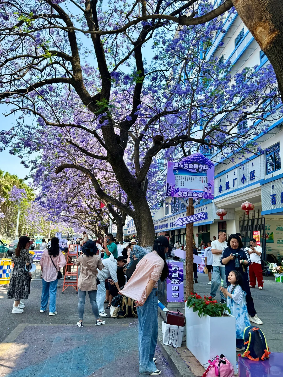 💜接下来的西昌是一万次的春和景明!附攻略!