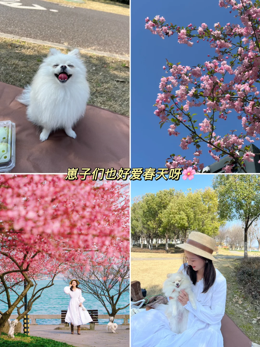 比起西湖🌸我更爱这条春游赏花citywalk