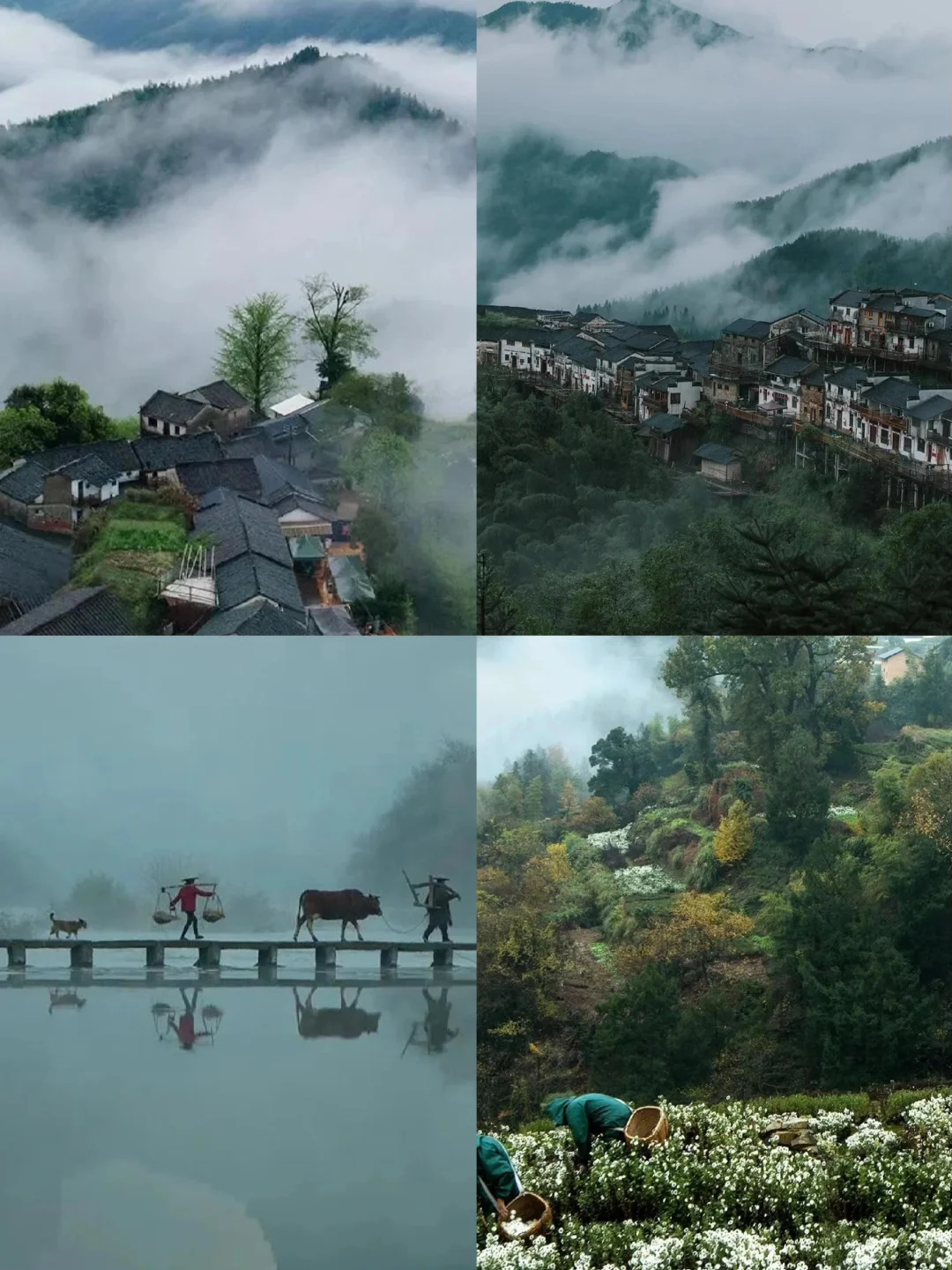 🌈安徽皖南| 3-4月来真的很香，人少景美！