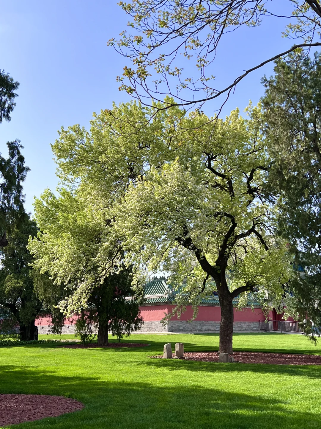 接下来的北京，是万万次的春和景明！！！🌸