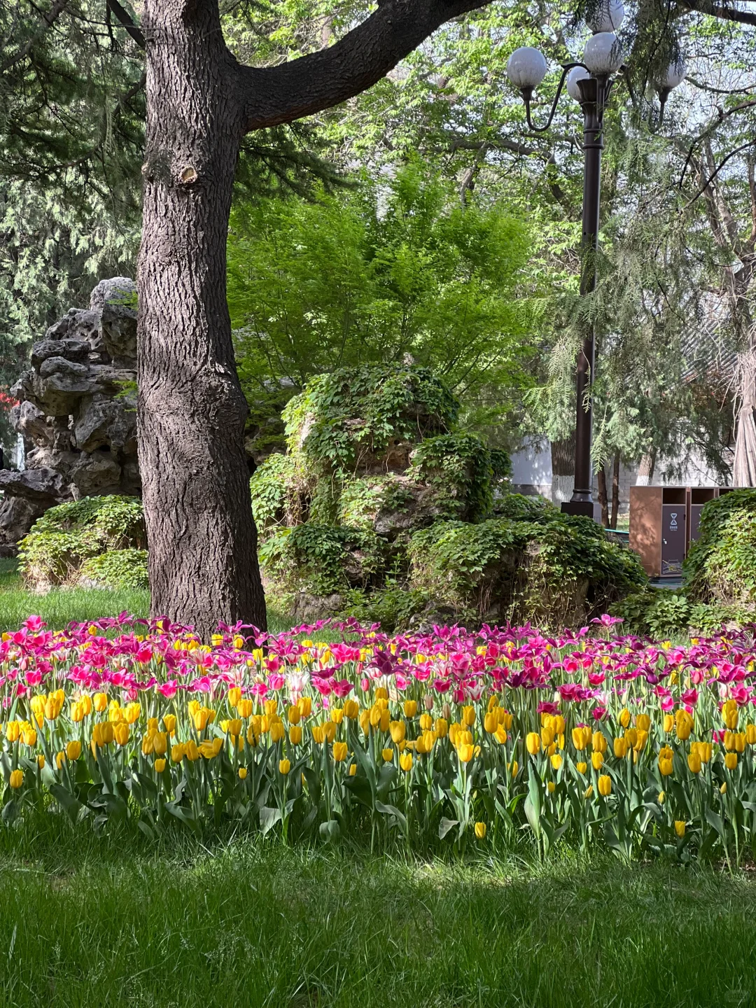 接下来的北京，是万万次的春和景明！！！🌸