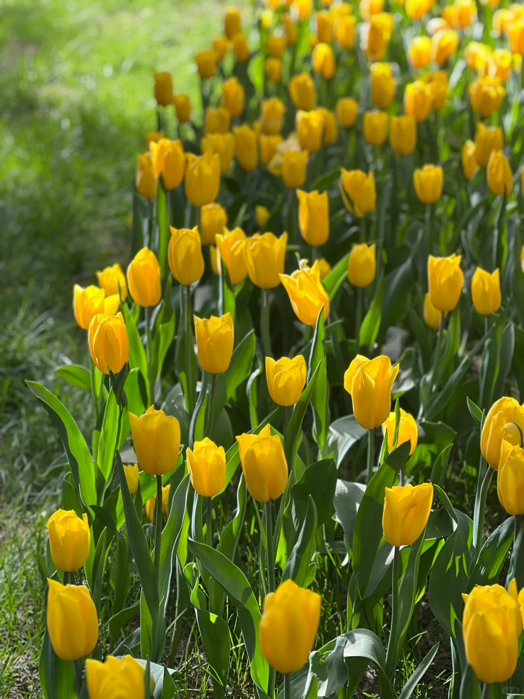 接下来的北京，是万万次的春和景明！！！🌸