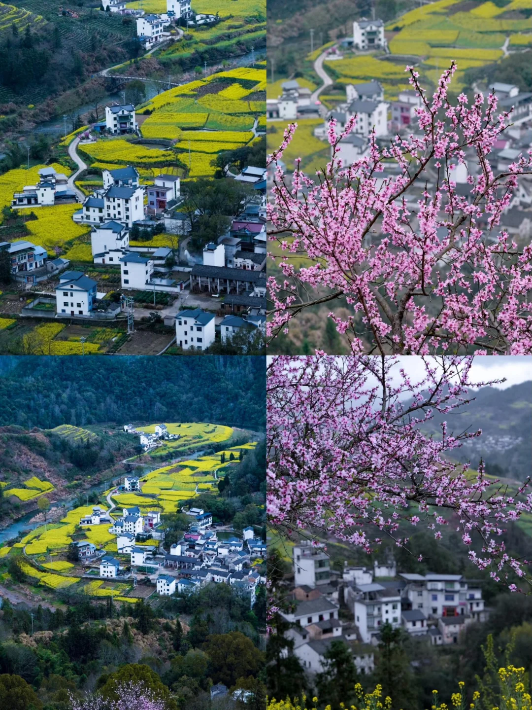🌈安徽皖南| 3-4月来真的很香，人少景美！