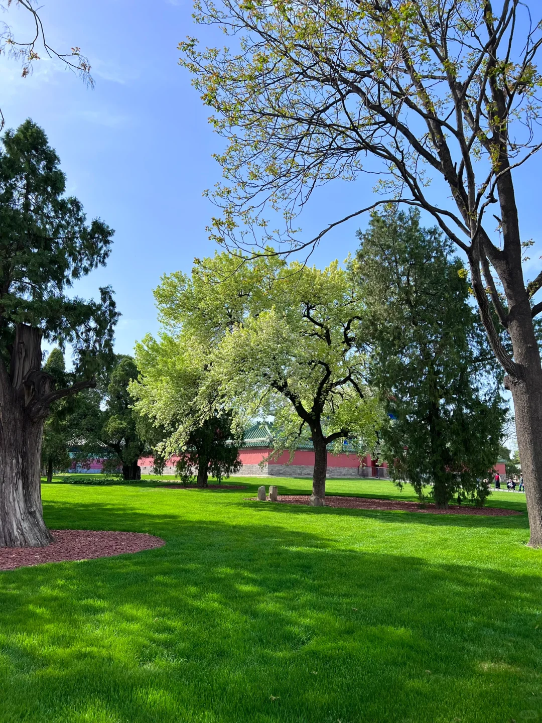 接下来的北京，是万万次的春和景明！！！🌸