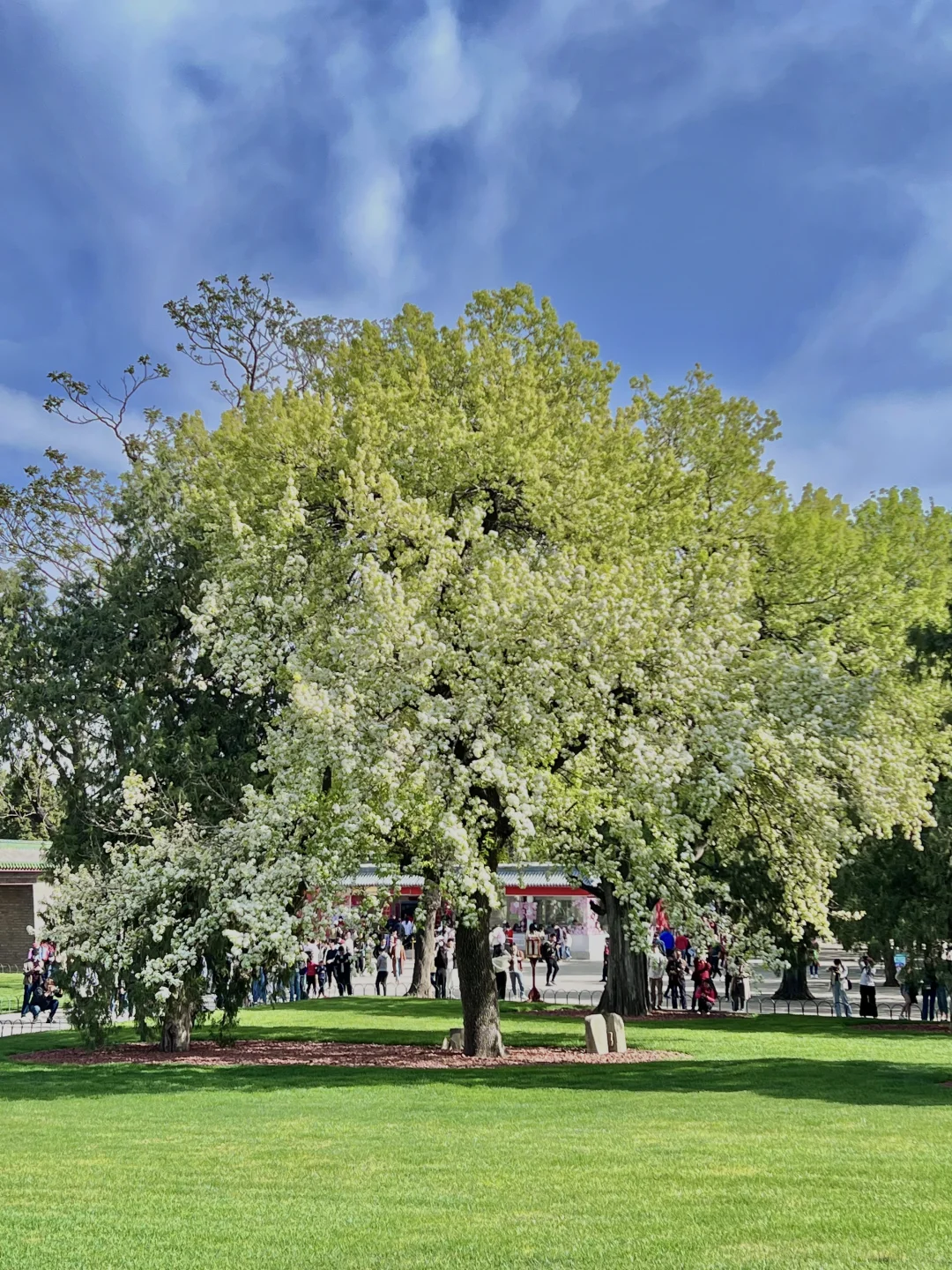 接下来的北京，是万万次的春和景明！！！🌸