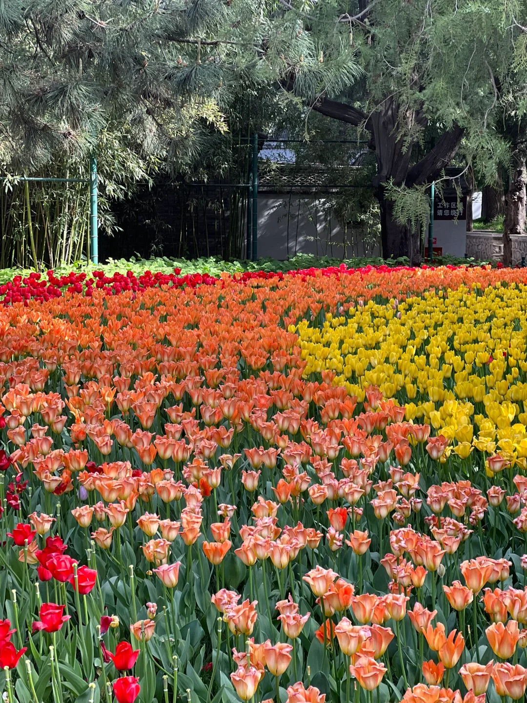 接下来的北京，是万万次的春和景明！！！🌸