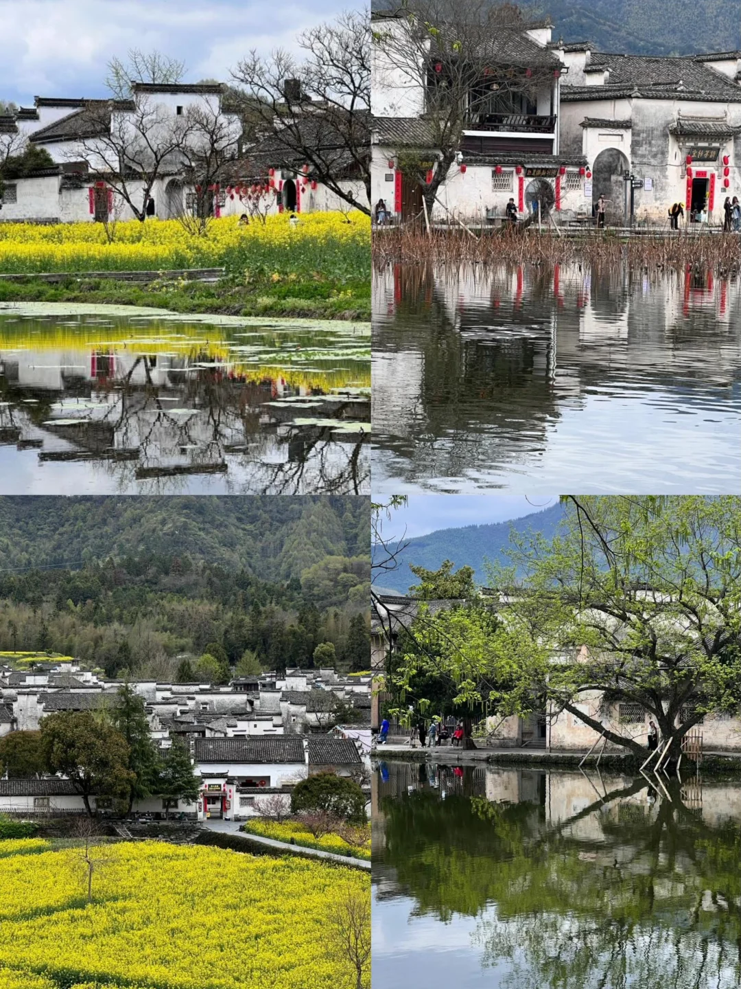 🌈安徽皖南| 3-4月来真的很香，人少景美！