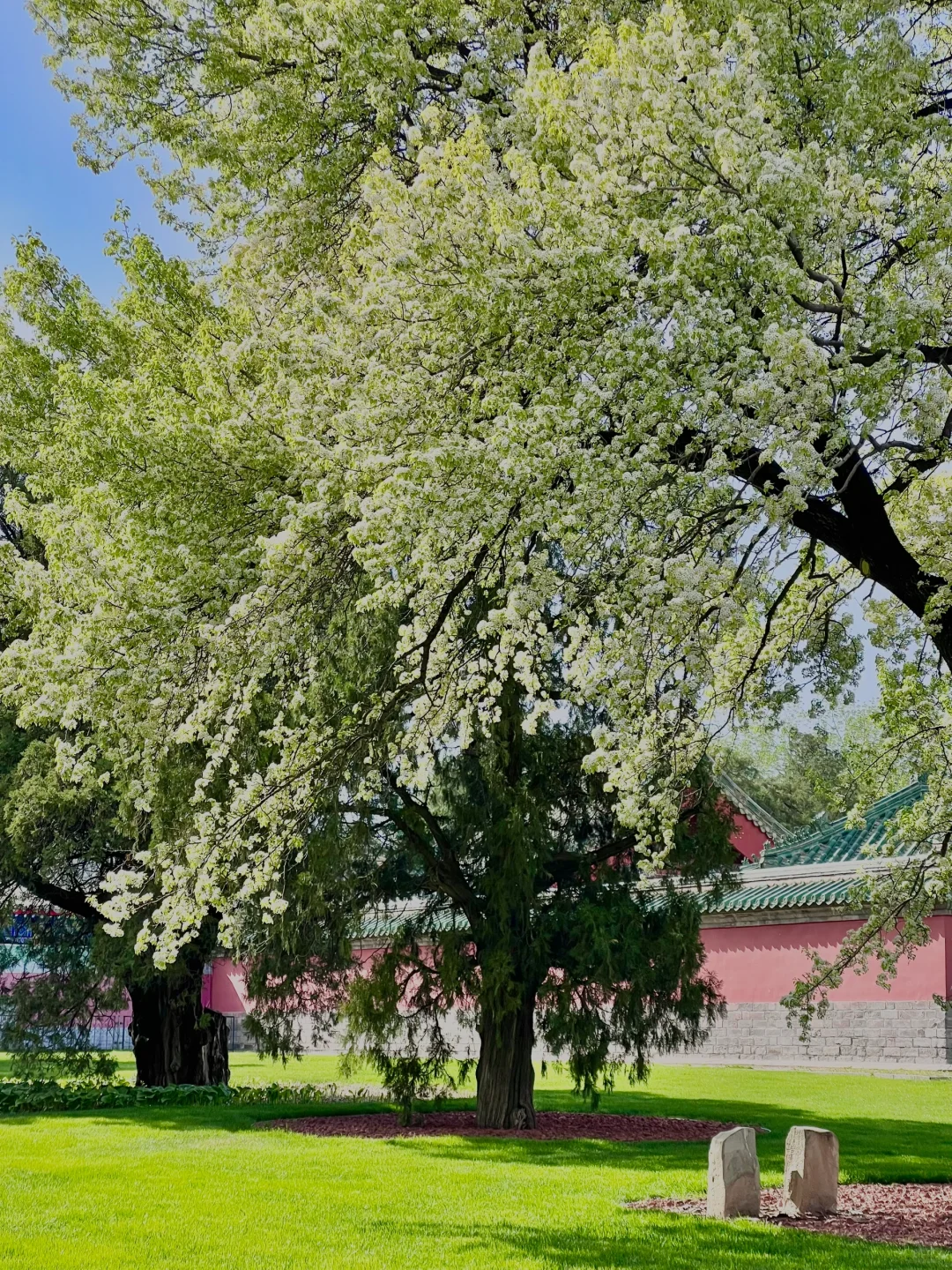 接下来的北京，是万万次的春和景明！！！🌸