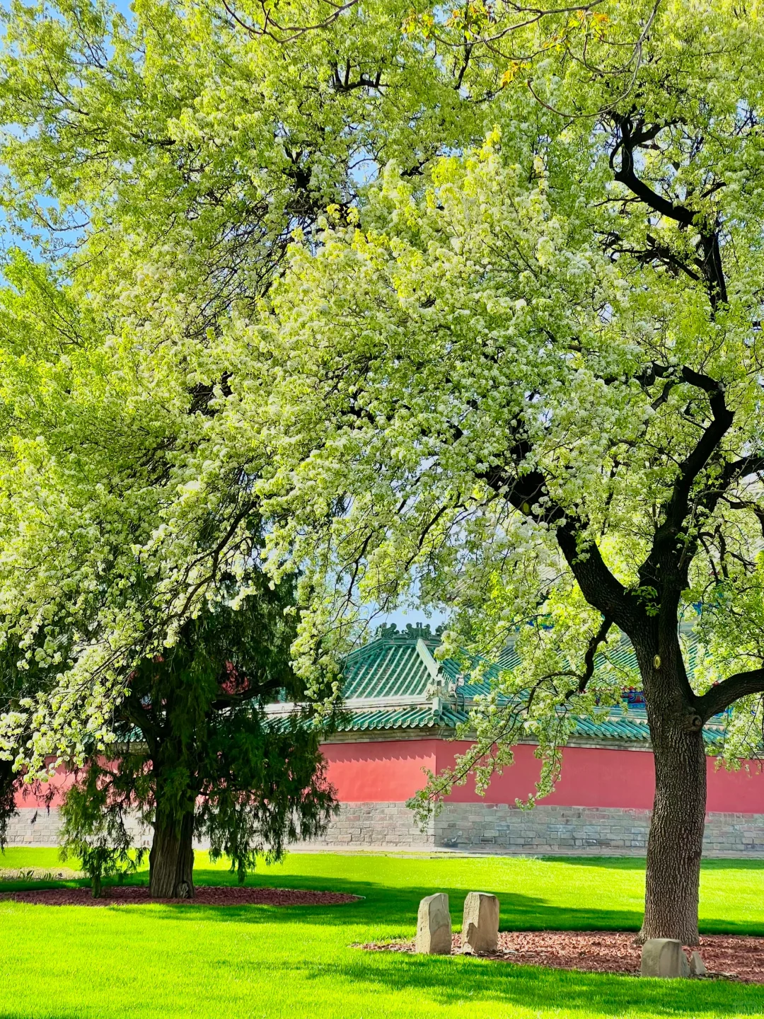 接下来的北京，是万万次的春和景明！！！🌸