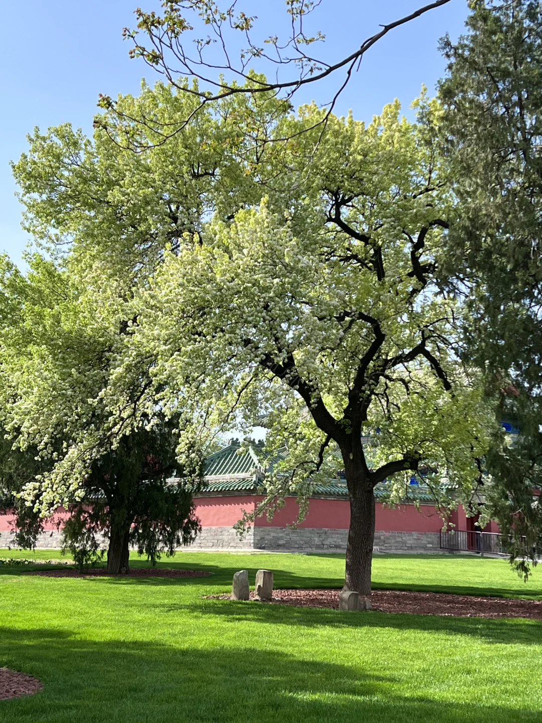 接下来的北京，是万万次的春和景明！！！🌸