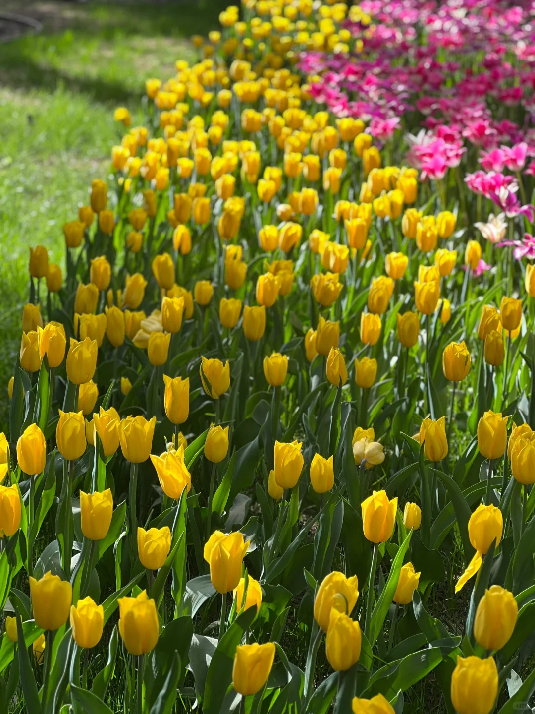 接下来的北京，是万万次的春和景明！！！🌸