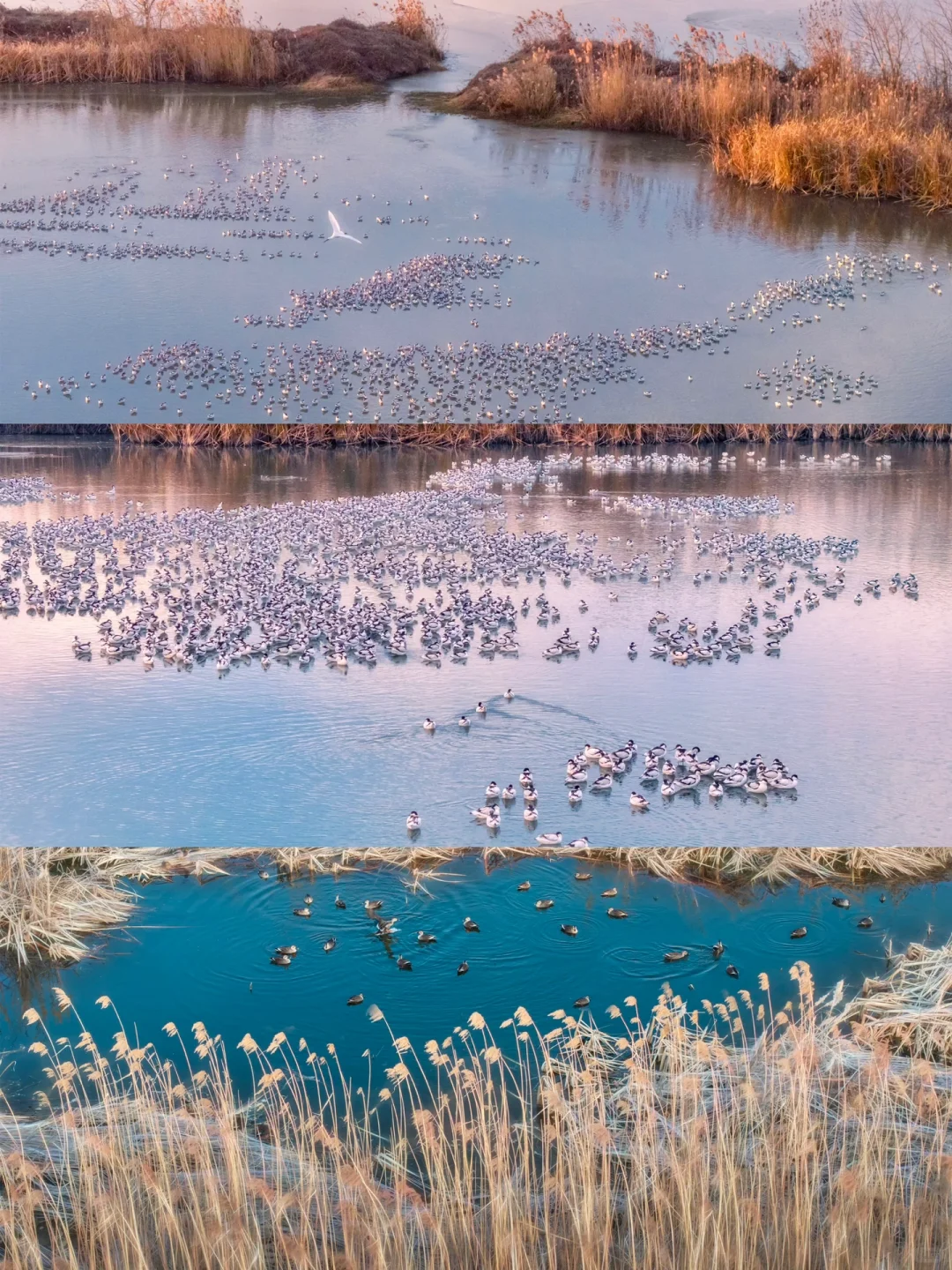 以为扬州真的已经够美了，直到我去了趟兴化