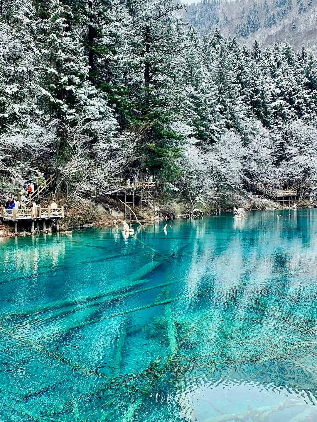 3.14📍九寨沟已回，live实况直出，劝退不了