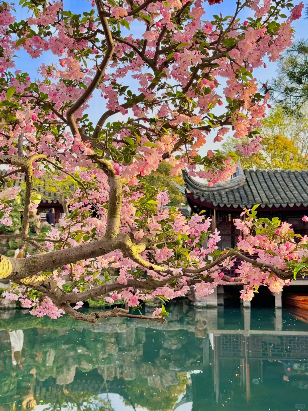 接下来的苏州❗️堪称国内春日旅行天花板