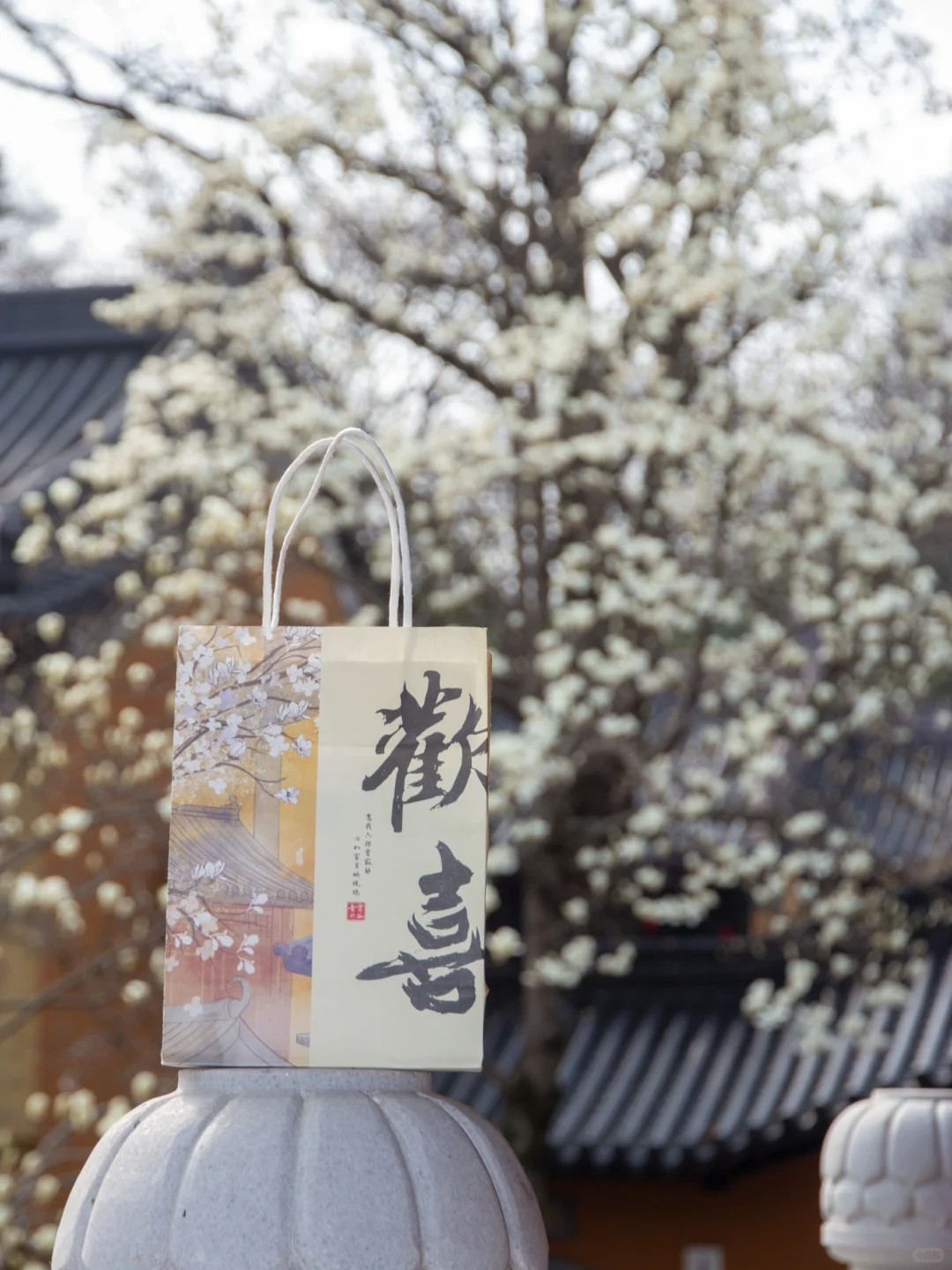 为了这一树“白玉”，去了一趟南京❗️