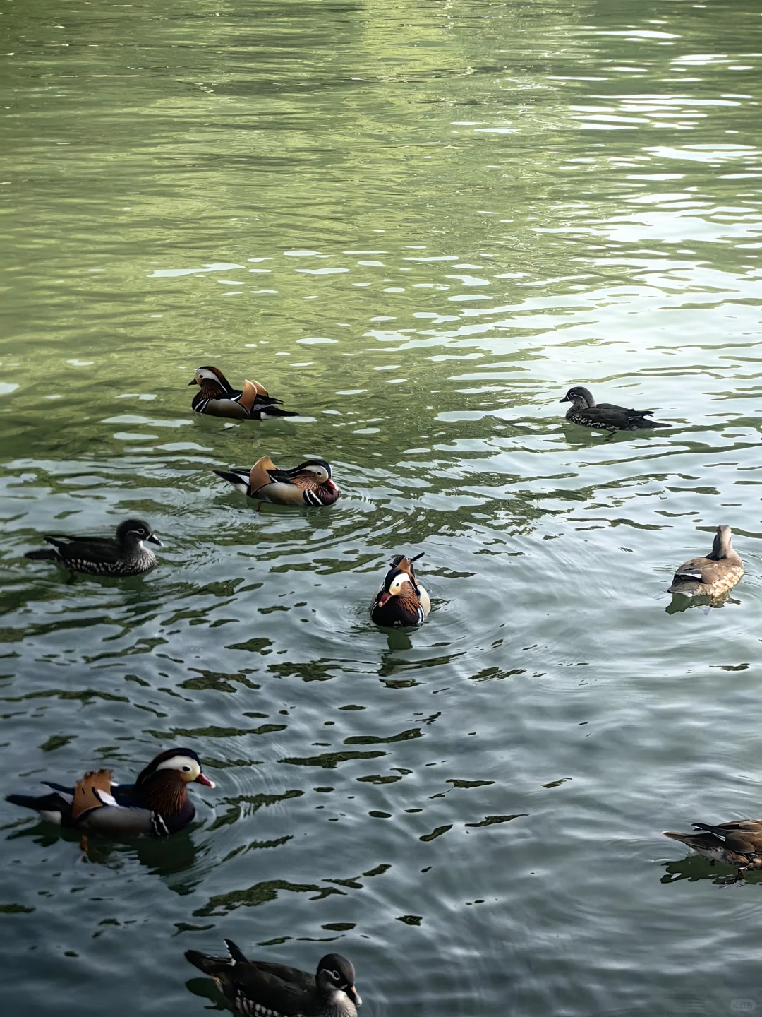 西湖好多鸳鸯哦