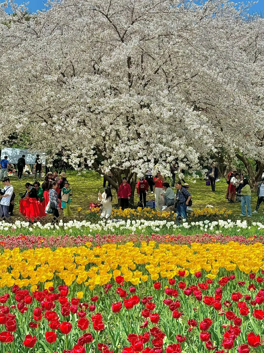 接下来的苏州❗️堪称国内春日旅行天花板