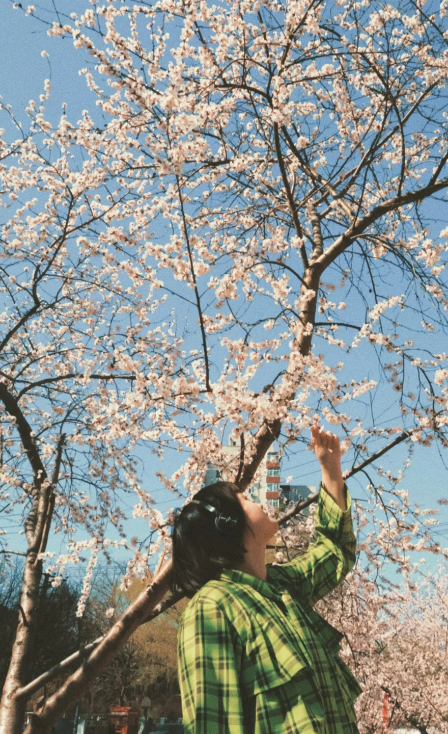 就是说北京的花已经next level了