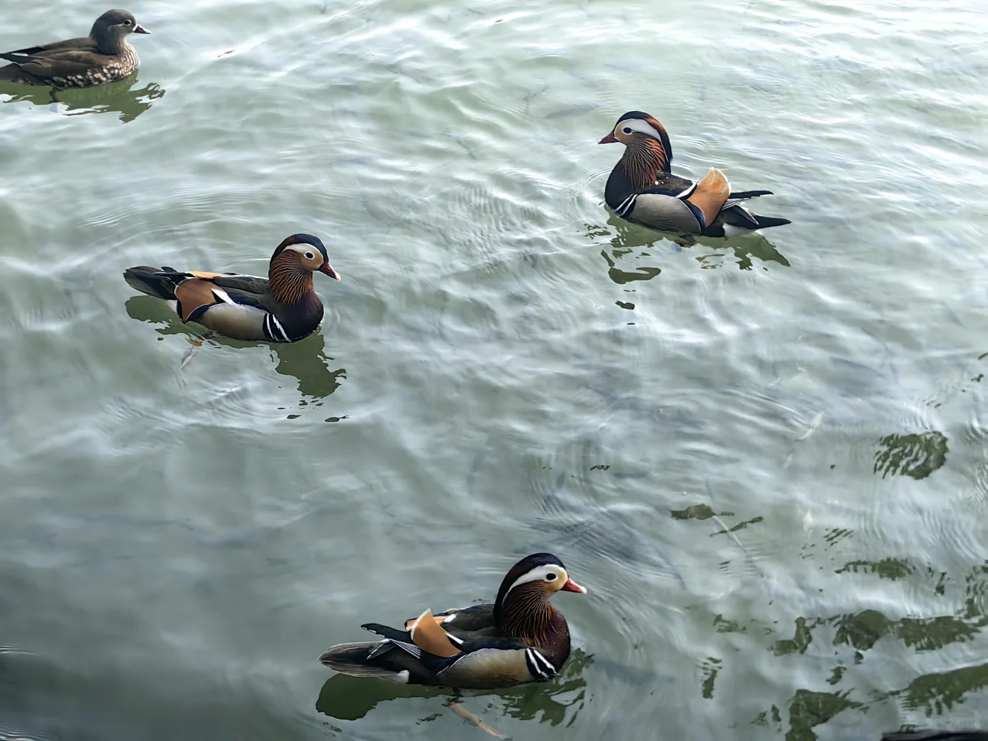 西湖好多鸳鸯哦