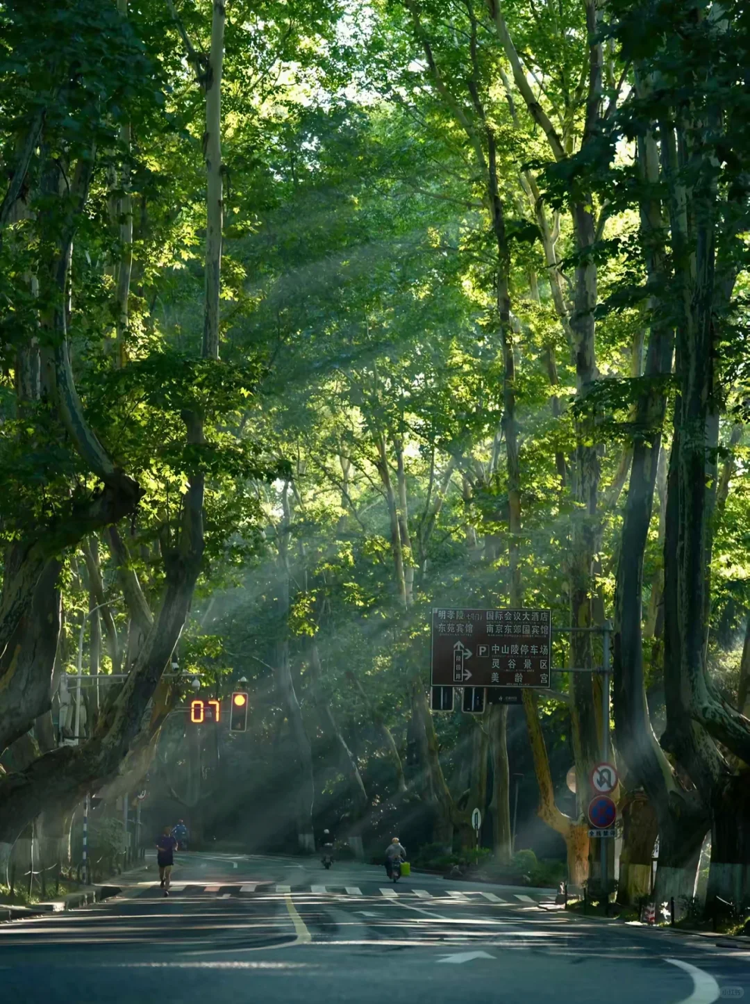 不是京都!是南京🍃美到失语🥹