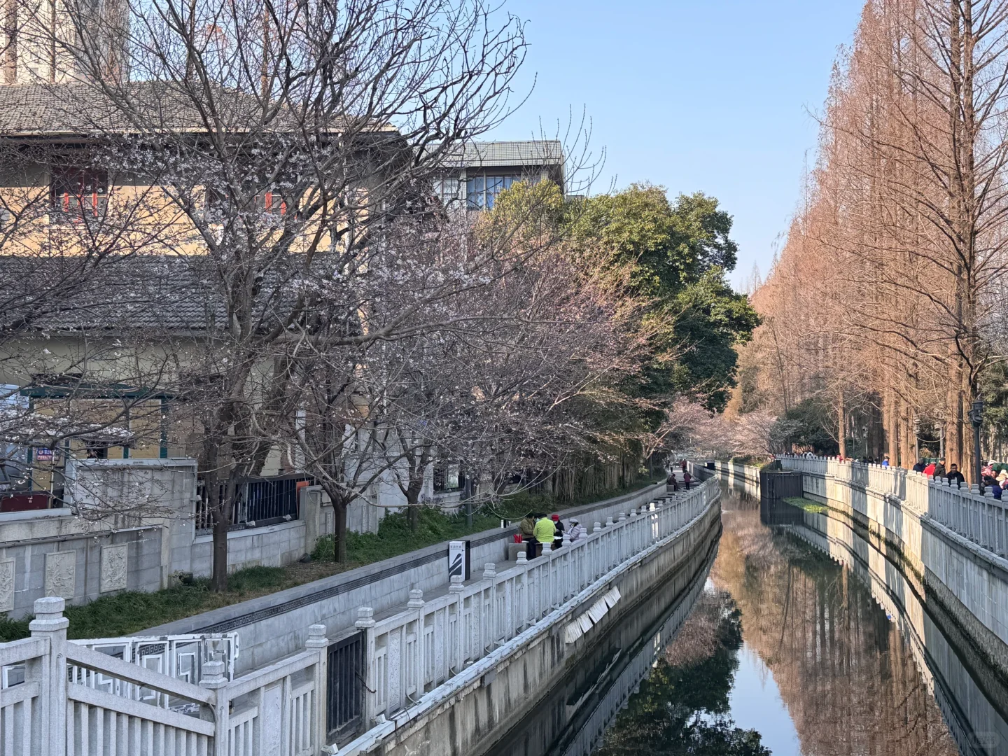 2025年鸡鸣寺樱花微开20%