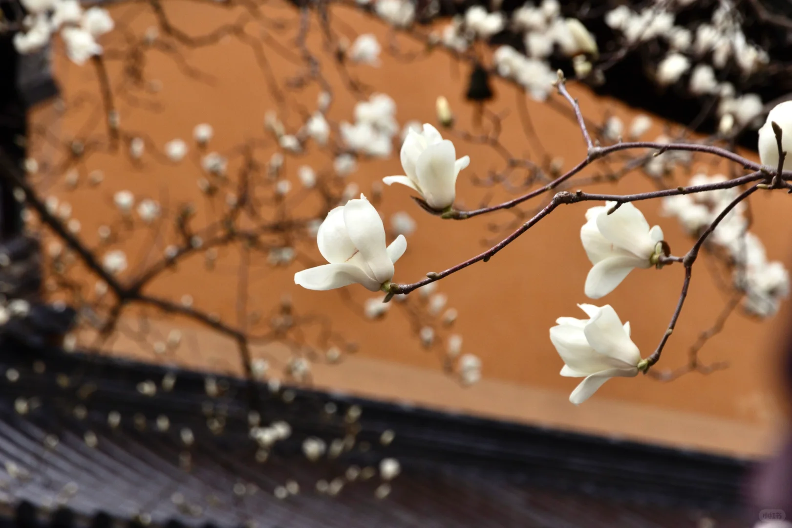 为了这一树“白玉”，去了一趟南京❗️