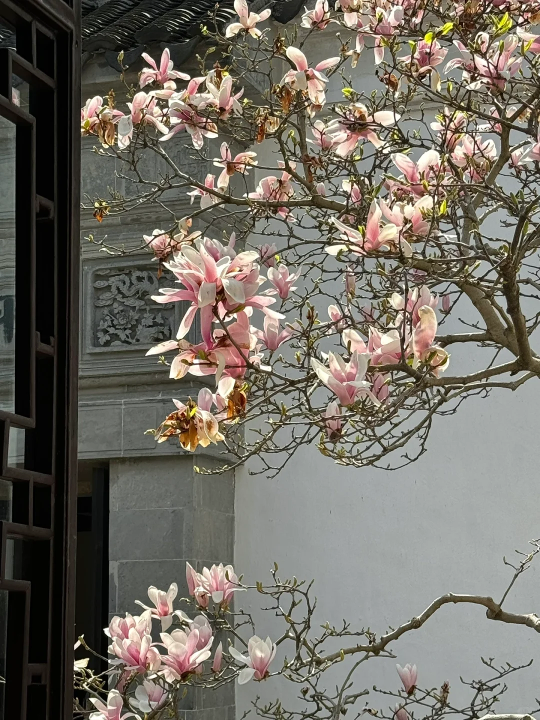 接下来的苏州❗️堪称国内春日旅行天花板