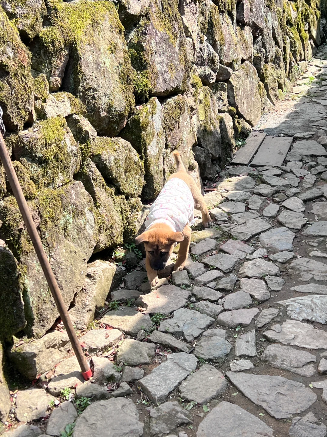 三月松阳,人间仙境